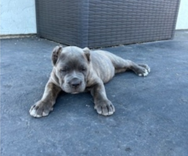 Medium Photo #2 Cane Corso Puppy For Sale in OCEANSIDE, CA, USA