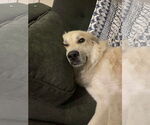 Small #2 Great Pyrenees Mix
