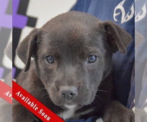 Golden Retriever-Unknown Mix Dogs for adoption in Huntley, IL, USA