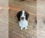 Small Photo #1 English Springer Spaniel Puppy For Sale in TUALATIN, OR, USA