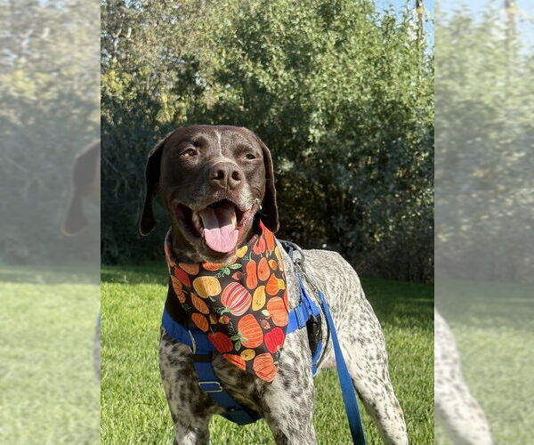 Medium Photo #2 German Shorthaired Pointer Puppy For Sale in Menlo Park, CA, USA