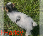 Small #1 Biewer Terrier