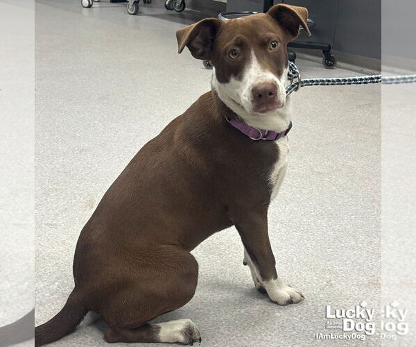 Medium Photo #1 Lab-Pointer Puppy For Sale in Washington, DC, USA