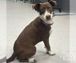 Small Lab-Pointer
