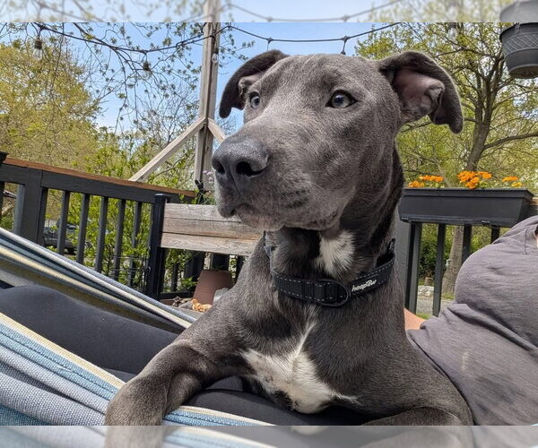 Medium Photo #17 Mutt Puppy For Sale in Wenonah, NJ, USA