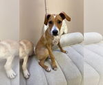Small #2 Mutt