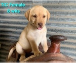 Small #4 Labrador Retriever