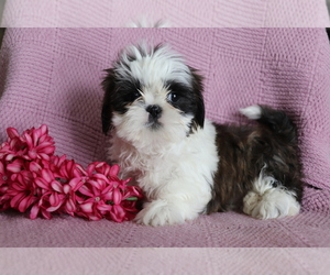 Shih Tzu Puppy for sale in SHILOH, OH, USA