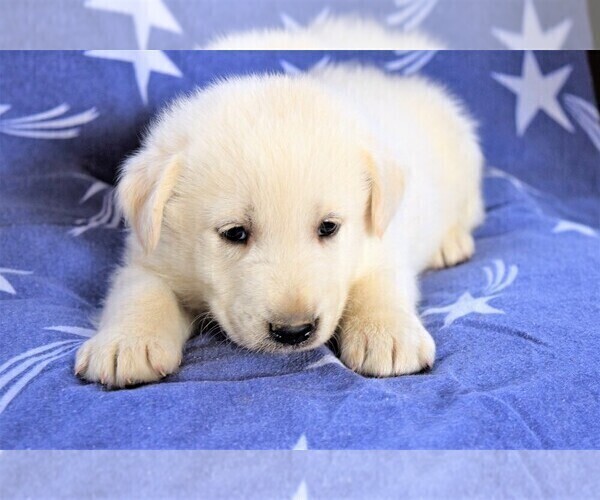 Medium Photo #13 Labrador Retriever-Samoyed Mix Puppy For Sale in SUGAR CITY, ID, USA