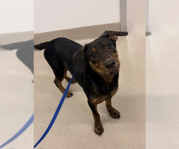 Medium Photo #1 Plott Hound-Unknown Mix Puppy For Sale in Baytown, TX, USA