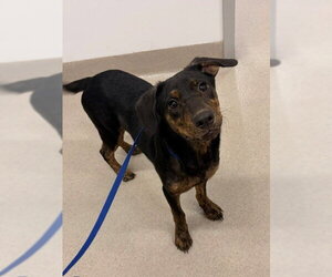 Plott Hound-Unknown Mix Dogs for adoption in Baytown, TX, USA