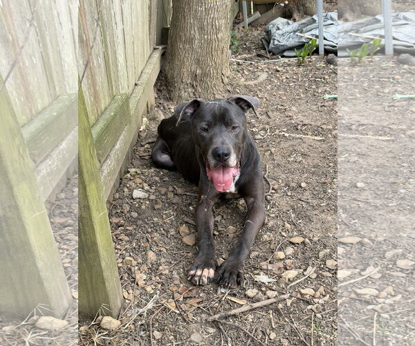 Medium Photo #2 Great Dane-Labrador Retriever Mix Puppy For Sale in Jackson, MS, USA