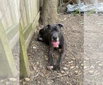 Small #1 Great Dane-Labrador Retriever Mix