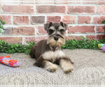 Small #3 Schnauzer (Miniature)