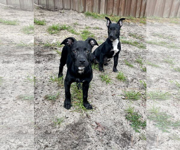 Medium Photo #10 Labrador Retriever-Unknown Mix Puppy For Sale in Derwood, MD, USA