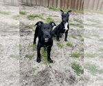 Small #9 Labrador Retriever Mix