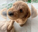 Small #7 Labradoodle