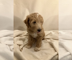 Goldendoodle (Miniature) Puppy for Sale in GAFFNEY, South Carolina USA