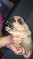 French Bulldog Puppy for sale in BRODNAX, VA, USA
