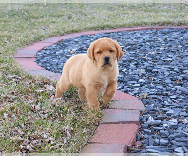 Medium Photo #4 Labrador Retriever Puppy For Sale in SYRACUSE, IN, USA