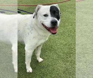 American Pit Bull Terrier-Labrador Retriever Mix Dogs for adoption in Fayetteville, NC, USA