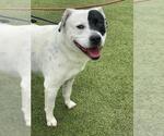 Small American Pit Bull Terrier-Labrador Retriever Mix