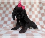 Small #7 Cocker Spaniel