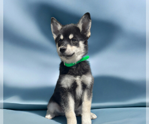 Pomsky Puppy for Sale in LANCASTER, Pennsylvania USA