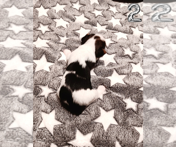 Medium Photo #4 Biewer Yorkie Puppy For Sale in GRANBURY, TX, USA