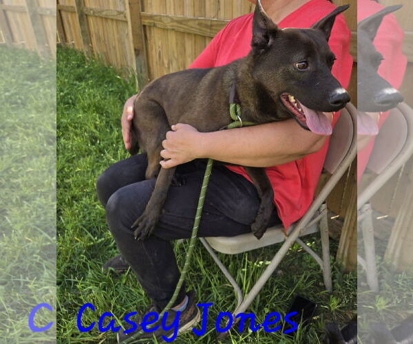 Medium Photo #2 Mutt Puppy For Sale in Jackson, MS, USA