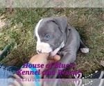 Small #6 American Pit Bull Terrier