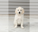 Small English Cream Golden Retriever