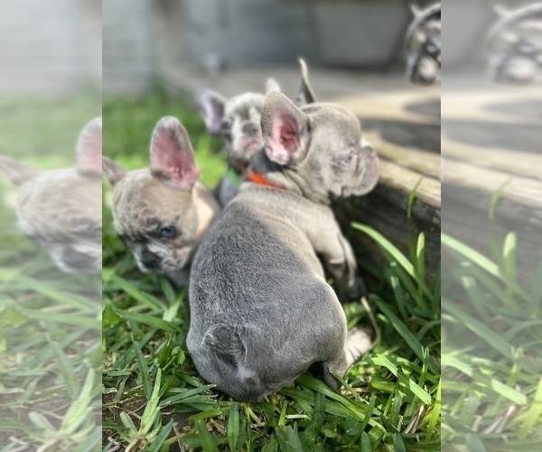 Medium Photo #3 French Bulldog Puppy For Sale in LEAGUE CITY, TX, USA
