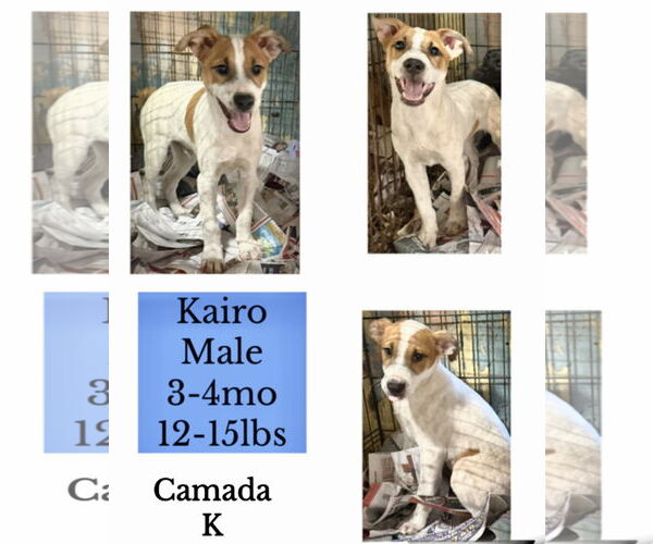 Medium Photo #2 Jack Russell Terrier-Unknown Mix Puppy For Sale in Virginia Beach, VA, USA