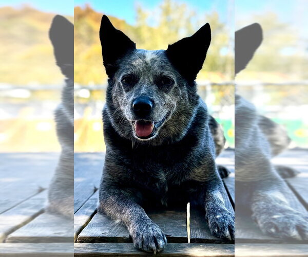 Medium Photo #7 Mutt Puppy For Sale in Elmsford, NY, USA