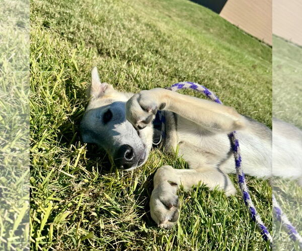 Medium Photo #4 German Shepherd Dog-Unknown Mix Puppy For Sale in Houston, TX, USA