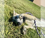 Small #3 German Shepherd Dog Mix