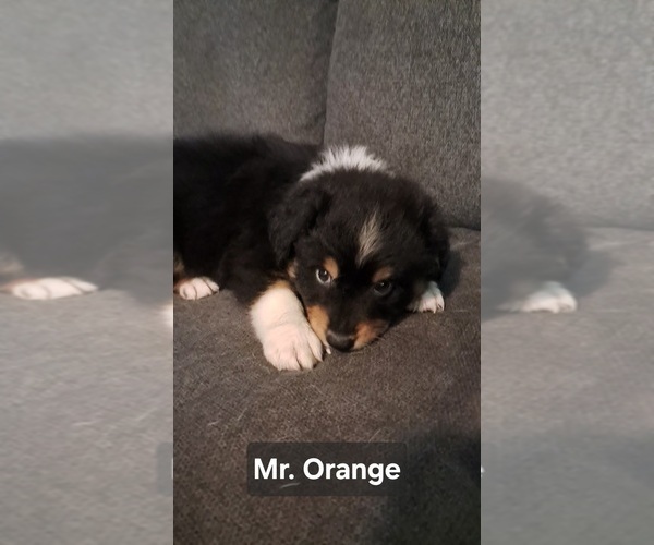 Medium Photo #1 Australian Shepherd Puppy For Sale in NEWTON, IA, USA