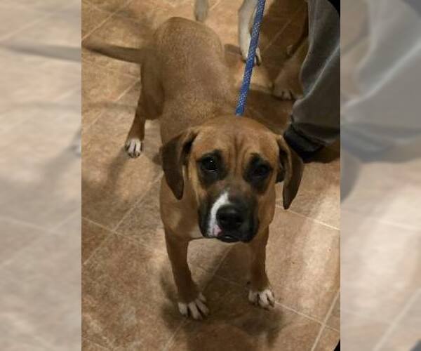 Medium Photo #8 Boxer-Unknown Mix Puppy For Sale in Burnsville, MN, USA
