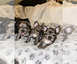 Small Photo #22 French Bulldog Puppy For Sale in GIG HARBOR, WA, USA