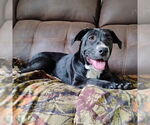 Small #1 Labrador Retriever