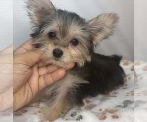 Morkie Puppy for sale in BARNSTABLE, MA, USA