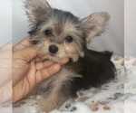 Small Morkie