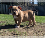 Small Photo #6 American Bully Puppy For Sale in Etobicoke, Ontario, Canada