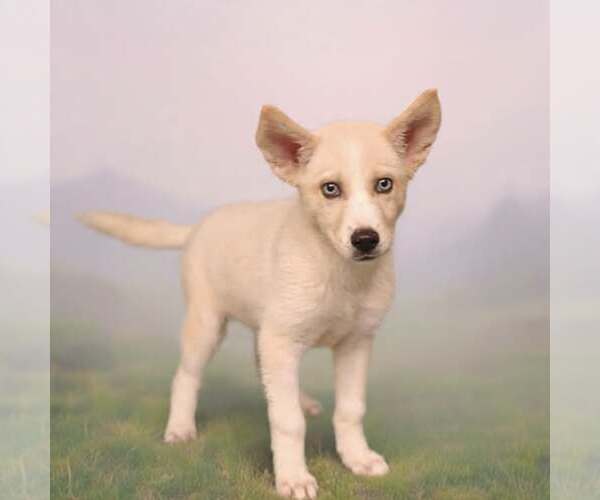 Medium Photo #5 Siberian Husky-Unknown Mix Puppy For Sale in Talladega, AL, USA