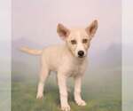 Small #4 Siberian Husky Mix