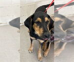 Small German Shepherd Dog Mix