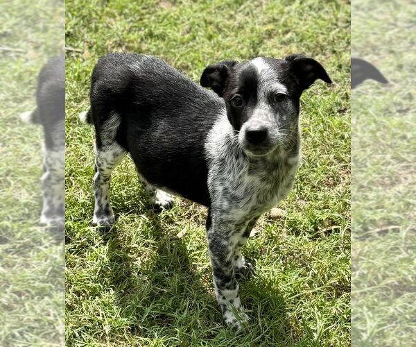 Medium Photo #2 Mutt Puppy For Sale in Great Bend, KS, USA