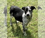 Small Photo #2 Mutt Puppy For Sale in Great Bend, KS, USA