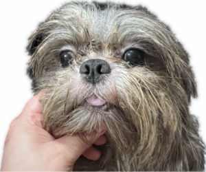 Father of the Shih Tzu puppies born on 02/01/2025